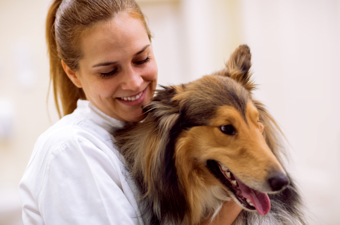 Pain Relief for Dogs Using Plant-based Medicines - CannPal